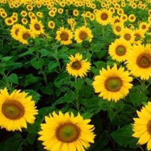 Meet your Posher, Cortney